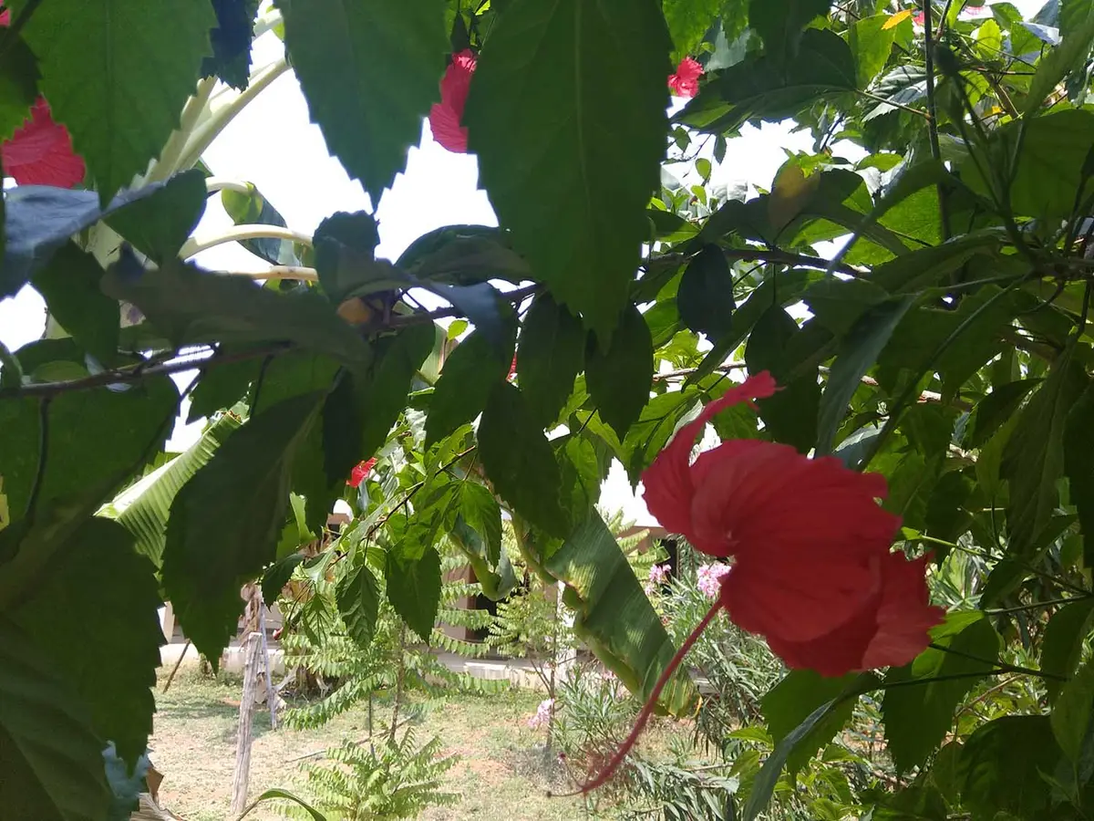 Amritalaya College of Education: campus photo 7