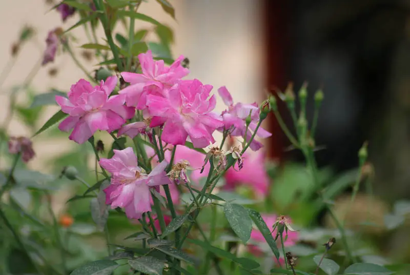 Bihar College Of Pharmacy: campus photo 8