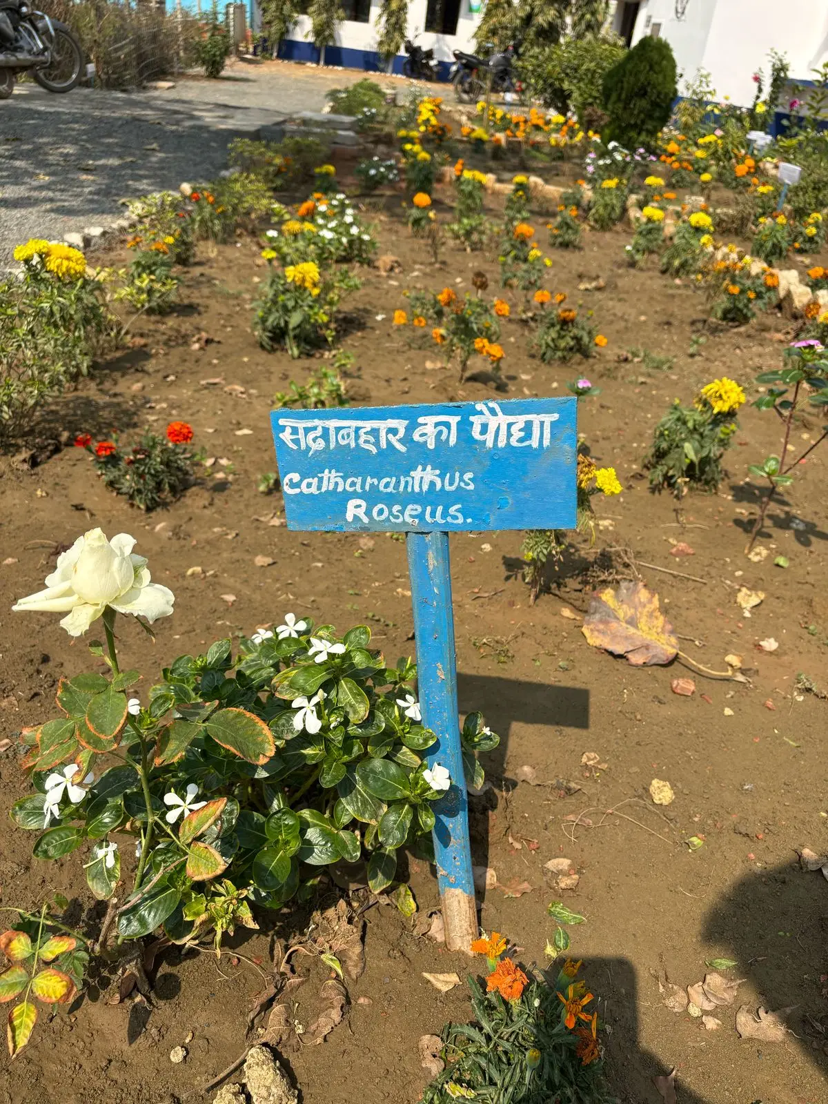 Bsa Mahila Mahavidyalaya, Sahibganj: campus photo 1