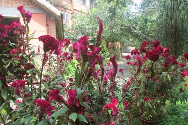 Centre for Development Studies campus photo 3