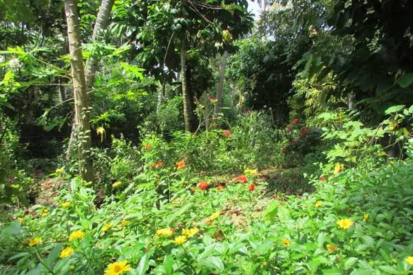 Centre for Development Studies campus photo 6