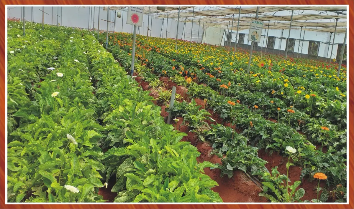 Lokmangal College of Agricultural Biotechnology campus photo 2