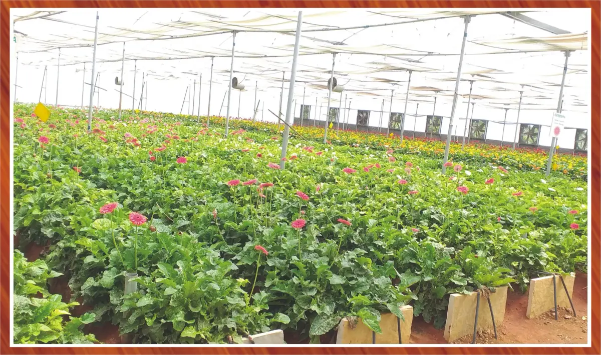 Lokmangal College of Agricultural Biotechnology campus photo 7