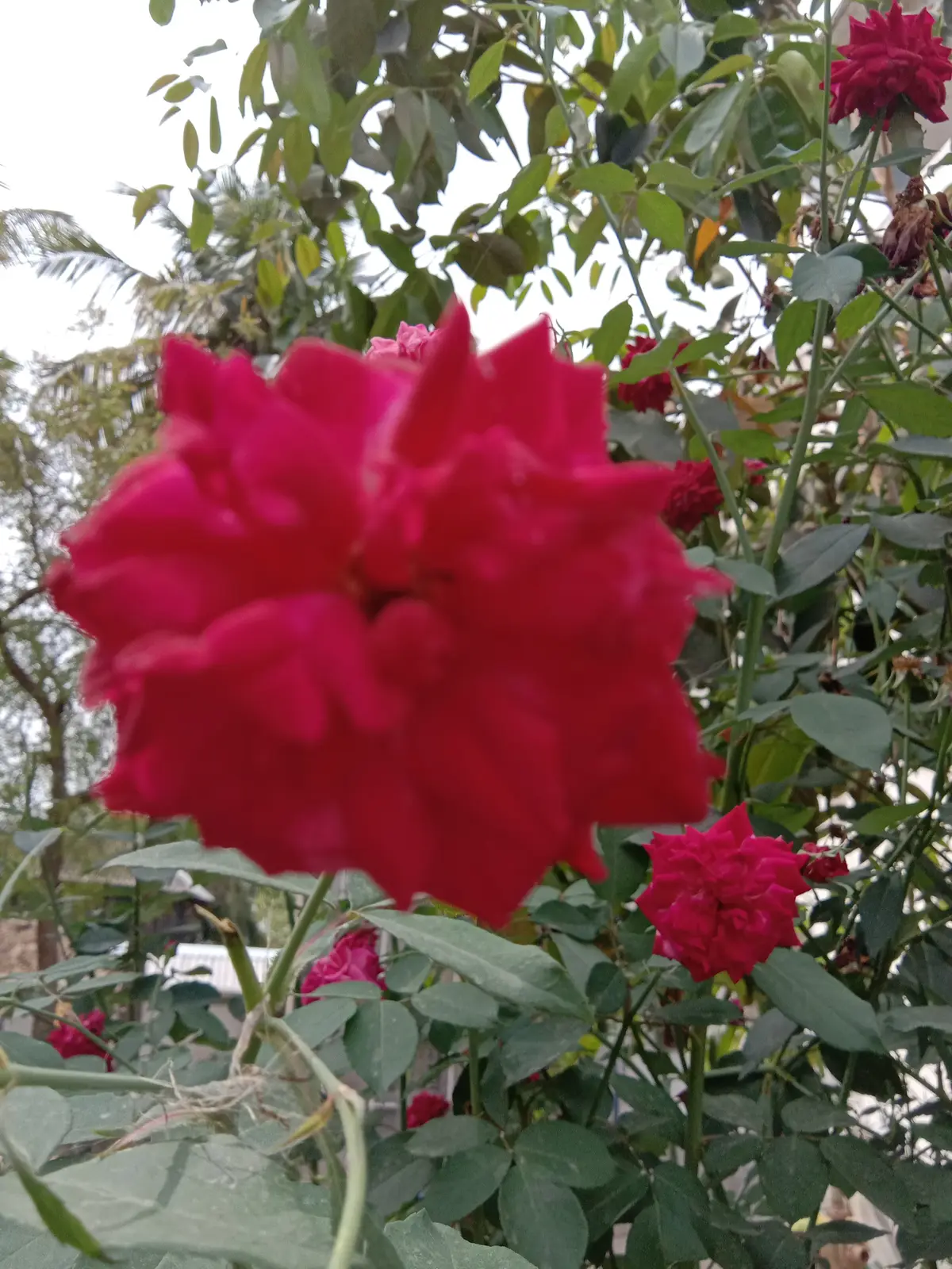 Moulana Abdul Kalam Ajad Teacherâs Training Institute: campus photo 4