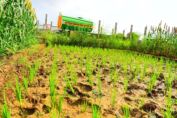 Nalanda College of Agriculture: campus photo 4
