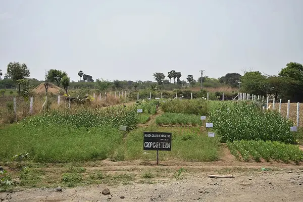Nalanda College of Agriculture: campus photo 1