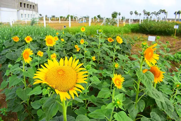 Nalanda College of Agriculture: campus photo 3
