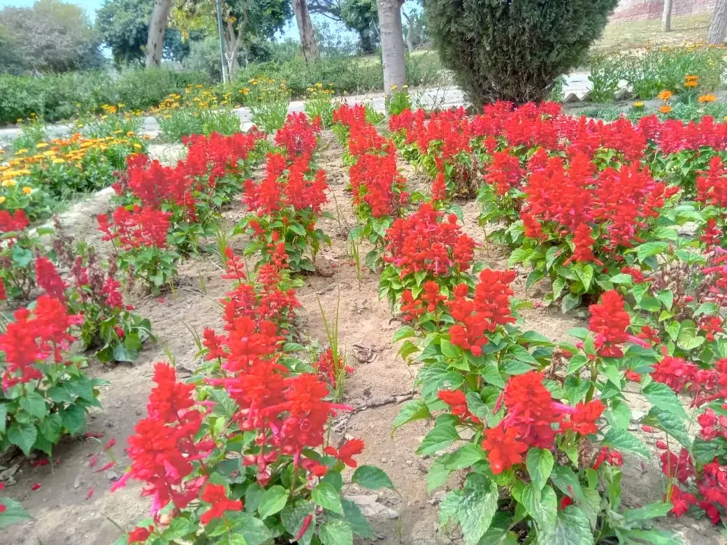 Punjab Institute of Ayurveda Abohar: campus photo 1