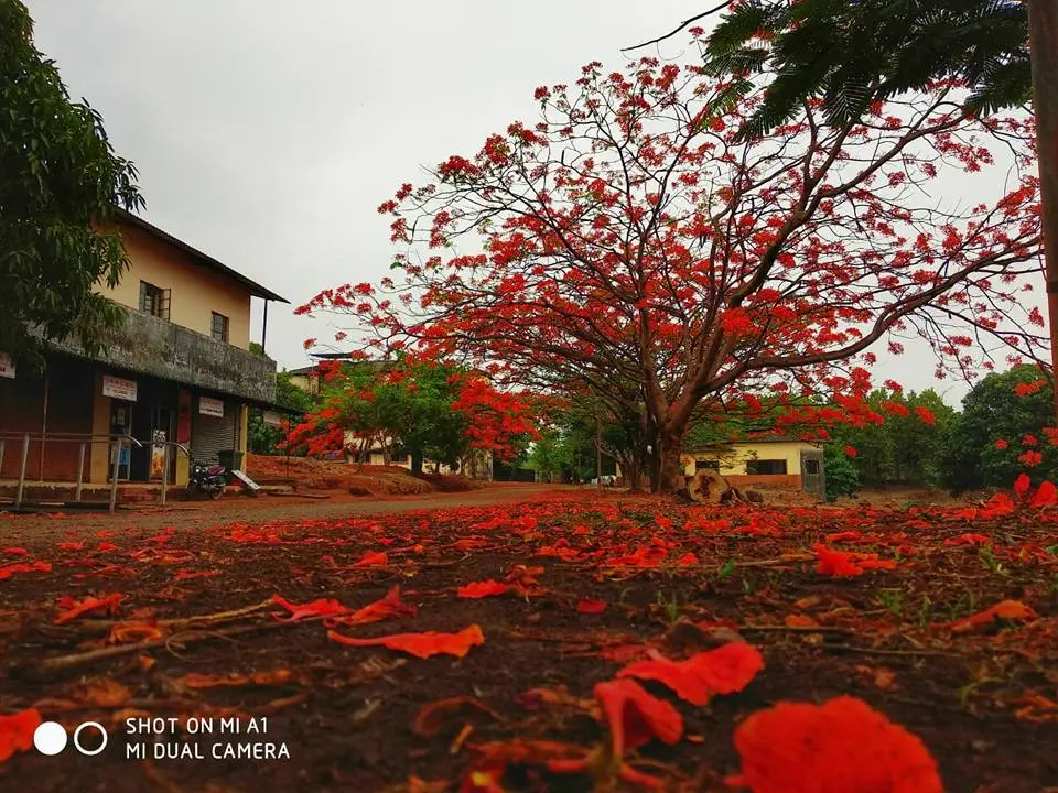 Rajendra Mane College of Engineering and Technology (RMCET): campus photo 6