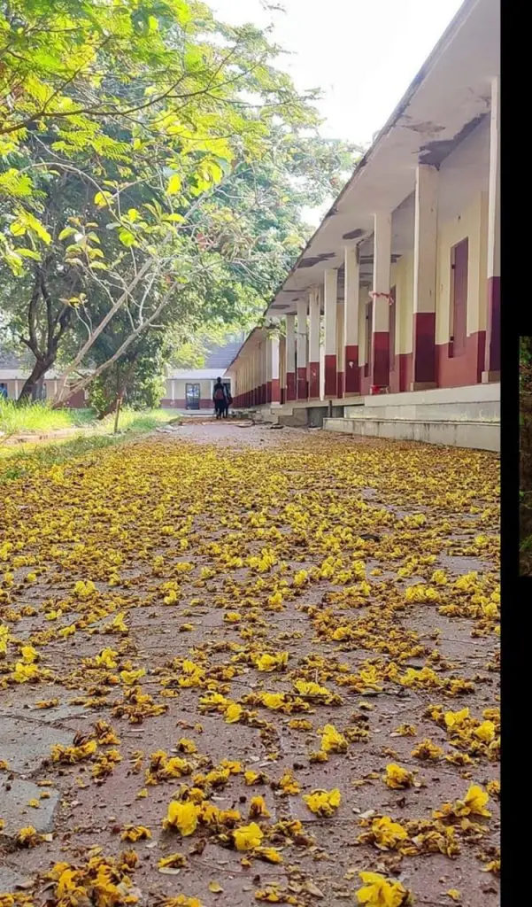 S.N.M College, Maliankrara: campus photo 7