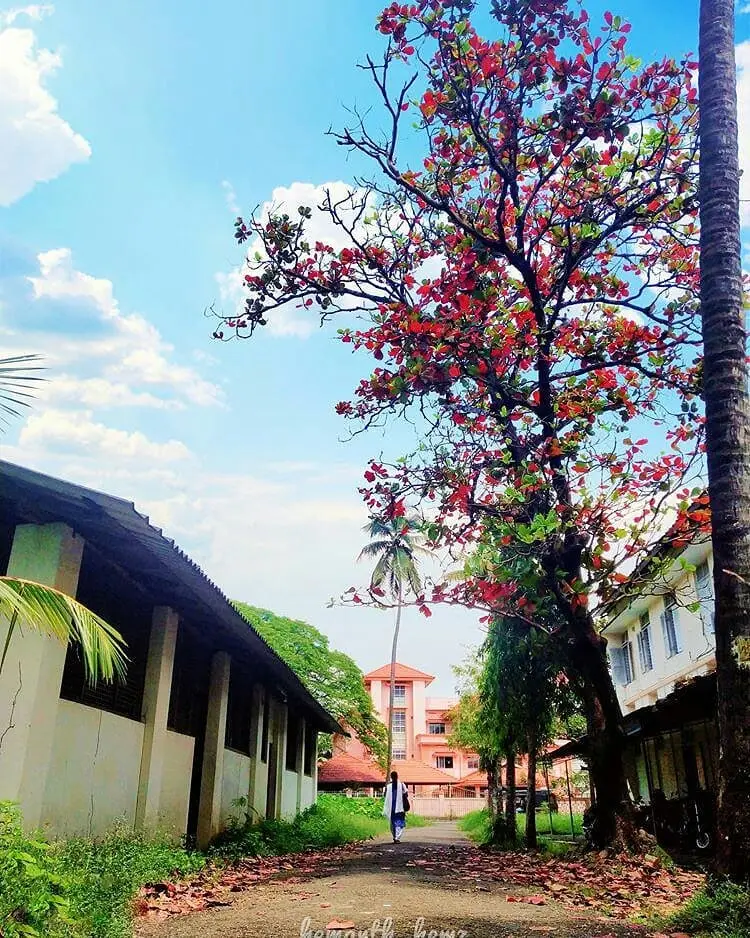 S.N.M College, Maliankrara: campus photo 8