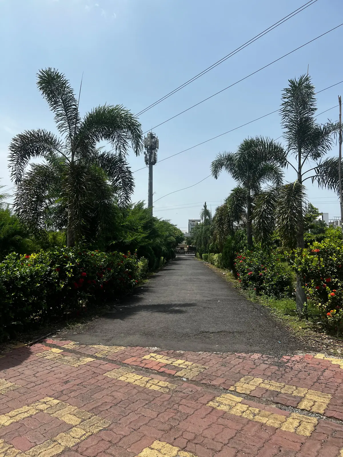 S. S. Horticulture College Amravati: campus photo 6