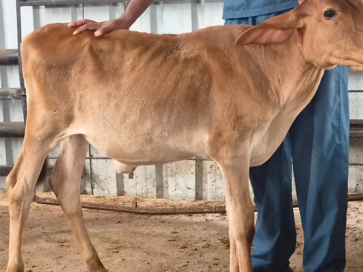 Shourabh College of Veterinary Science: campus photo 3