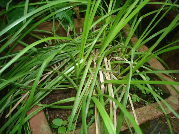Shri Veer Pulikeshi Rural Ayurvedic Medical College Badami: campus photo 7