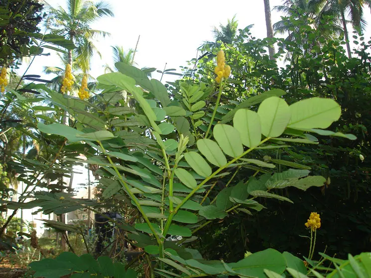 Shri Veer Pulikeshi Rural Ayurvedic Medical College Badami: campus photo 4