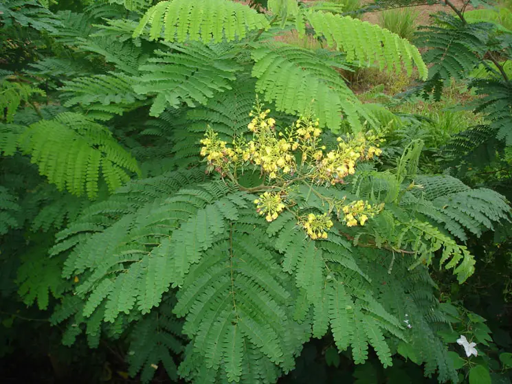 Shri Veer Pulikeshi Rural Ayurvedic Medical College Badami: campus photo 3