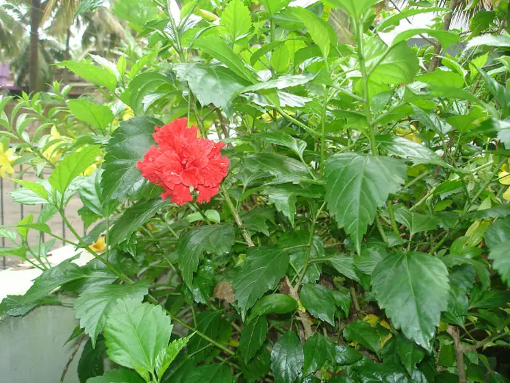 Shri Veer Pulikeshi Rural Ayurvedic Medical College Badami: campus photo 5