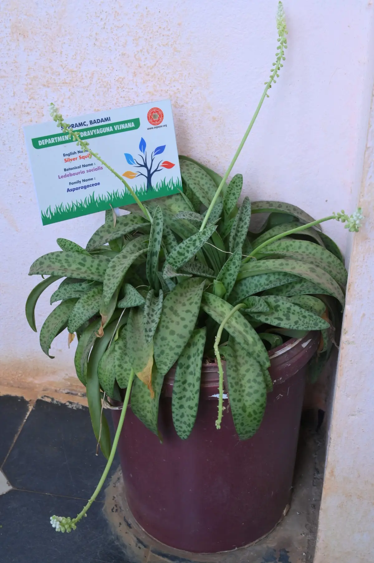 Shri Veer Pulikeshi Rural Ayurvedic Medical College Badami: campus photo 1