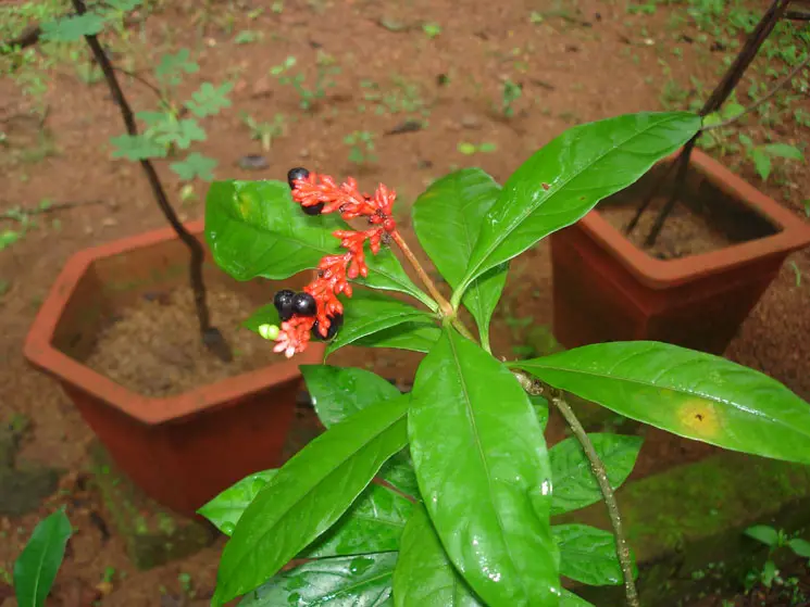 Shri Veer Pulikeshi Rural Ayurvedic Medical College Badami: campus photo 8