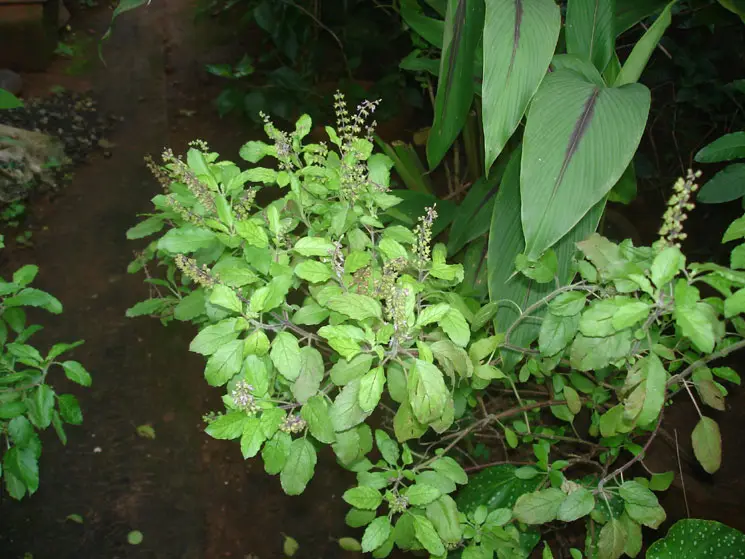 Shri Veer Pulikeshi Rural Ayurvedic Medical College Badami: campus photo 6