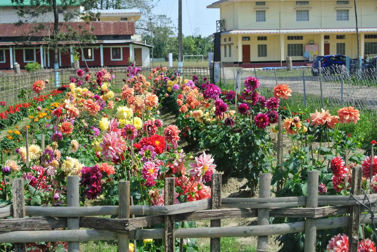 Silapathar College: campus photo 1