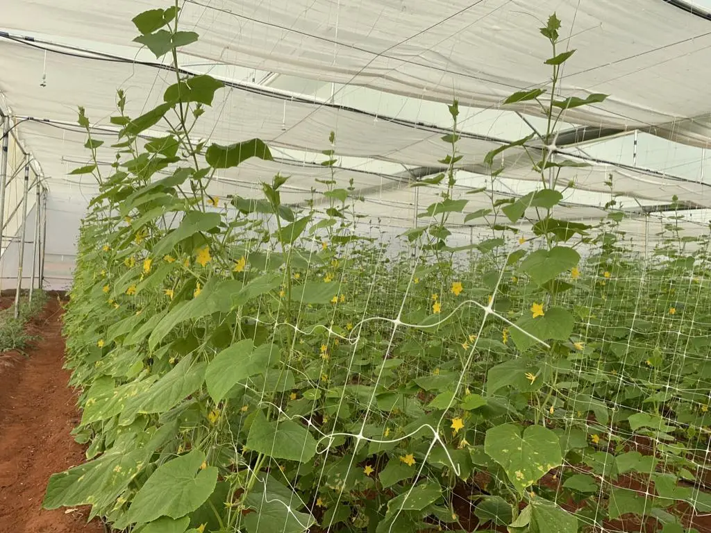 Srs Institute of Agriculture and Technology: campus photo 3